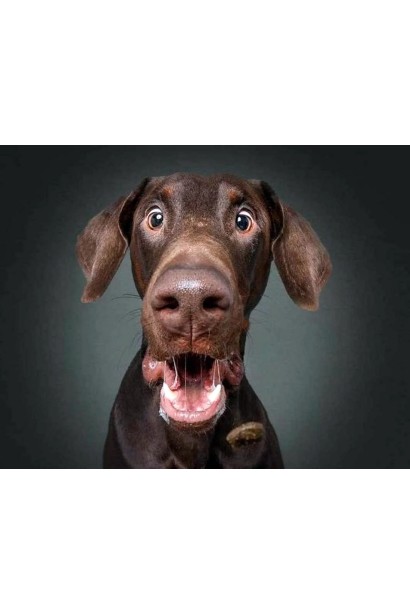 Спрей для відлякування собак “Good bye”